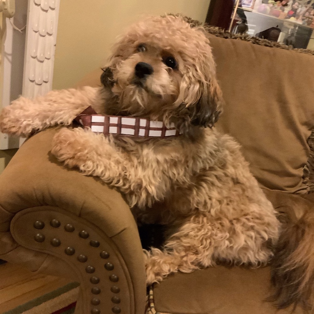 ✨✨ May the 4th be with you! ✨✨ — Chewbacca ❣️🐶